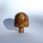 Polished Ribboned Laburnum Hedge